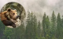 ¿El bosque de Durango aún alberga osos? Esto dicen los expertos