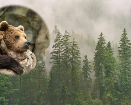 ¿El bosque de Durango aún alberga osos? Esto dicen los expertos