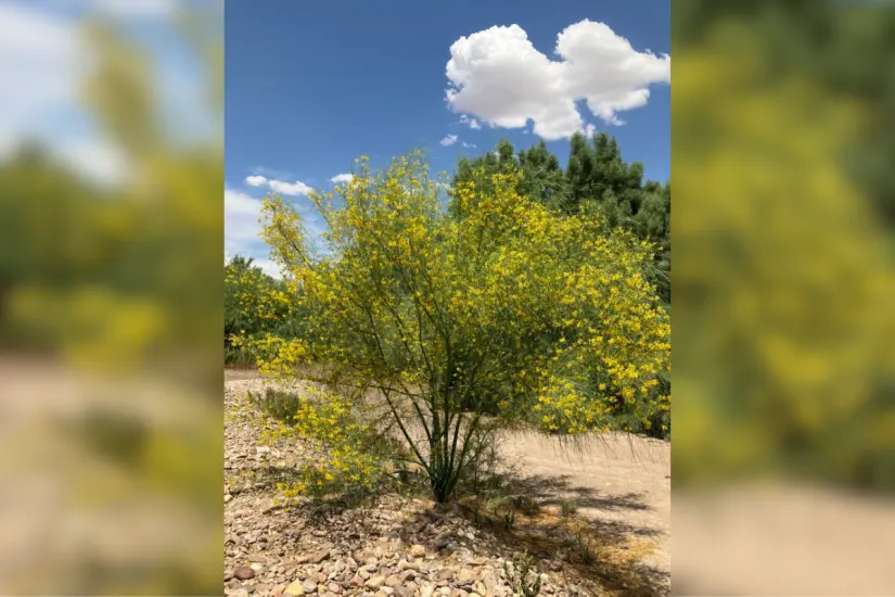 Palo verde (Parkinsonia aculeata). Foto: iNaturalist