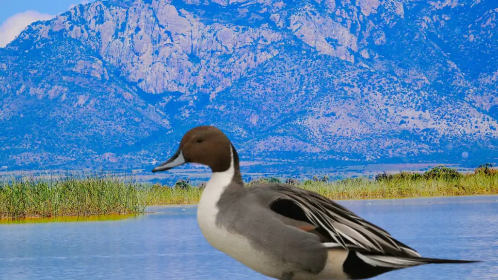 Esta especie de ave prefiere este lago de Durango para pasar el invierno
