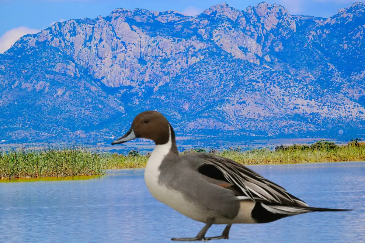 Esta ave migratoria prefiere pasar el invierno en esta laguna de Santiaguillo. Foto: Luis Alfredo Rangel.