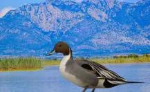Esta especie de ave prefiere este lago de Durango para pasar el invierno