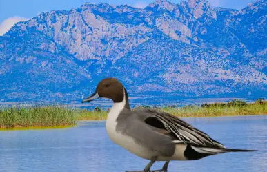 Esta especie de ave prefiere este lago de Durango para pasar el invierno