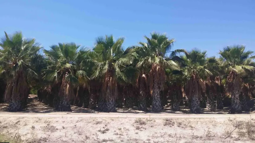 Foto: Palmeras Elche