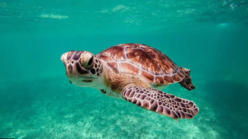 Aunque menos frecuente, también se han observado anidaciones de tortuga laúd y tortuga prieta. Foto: Biblioteca Canva