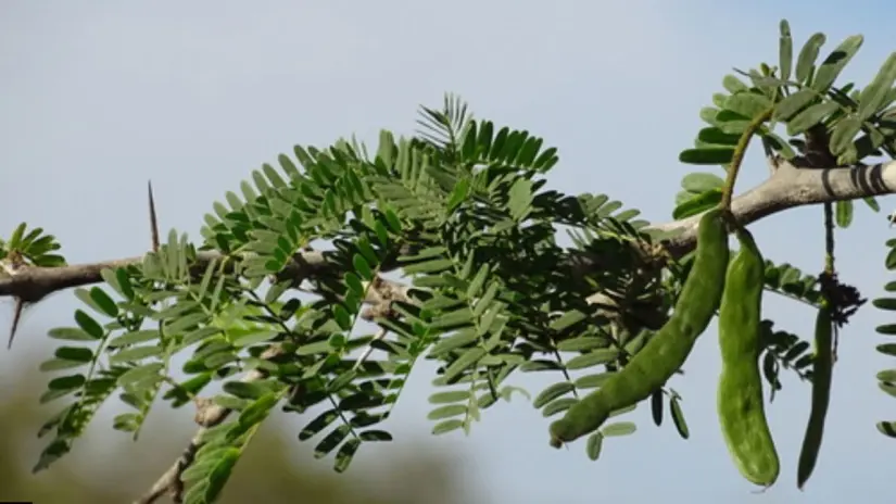 Foto: INaturalist