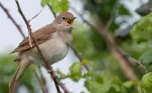Este es el animal nativo de Tamaulipas considerado el ave de las mil voces