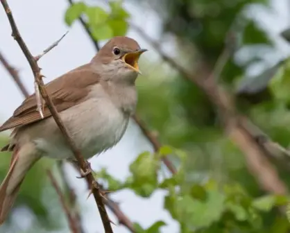 Este es el animal nativo de Tamaulipas considerado el ave de las mil voces
