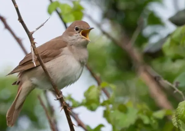 Este es el animal nativo de Tamaulipas considerado el ave de las mil voces