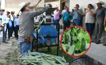 Esta verdura puede ser la salvación para el ganado en temporada de sequía en Tamaulipas