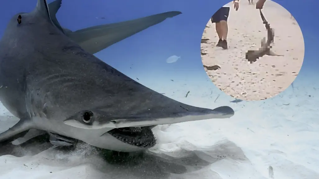 Graban a sujeto sacando una cría de tiburón cabeza de martillo en Progreso