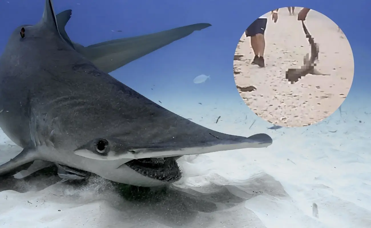 ¿Los grandes tiburones martillo están en peligro crítico de extinción? Foto: Canva | Captura de Pantalla