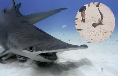 Graban a sujeto sacando una cría de tiburón cabeza de martillo en Progreso