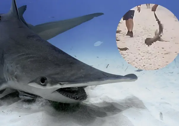 Graban a sujeto sacando una cría de tiburón cabeza de martillo en Progreso