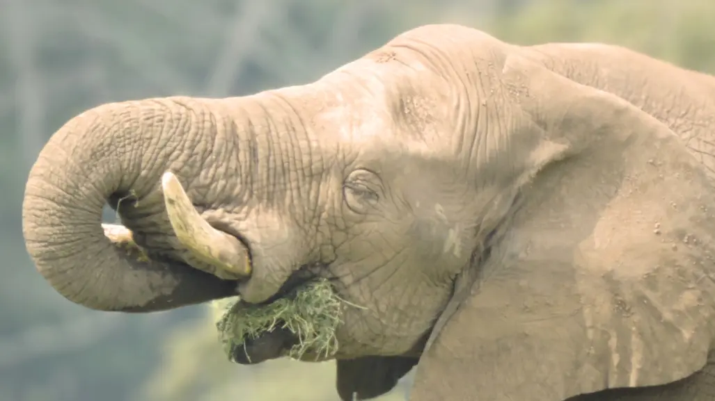 Tombo, el elefante que lleva 20 años viviendo solo en Tabasco y busca novia en todo México