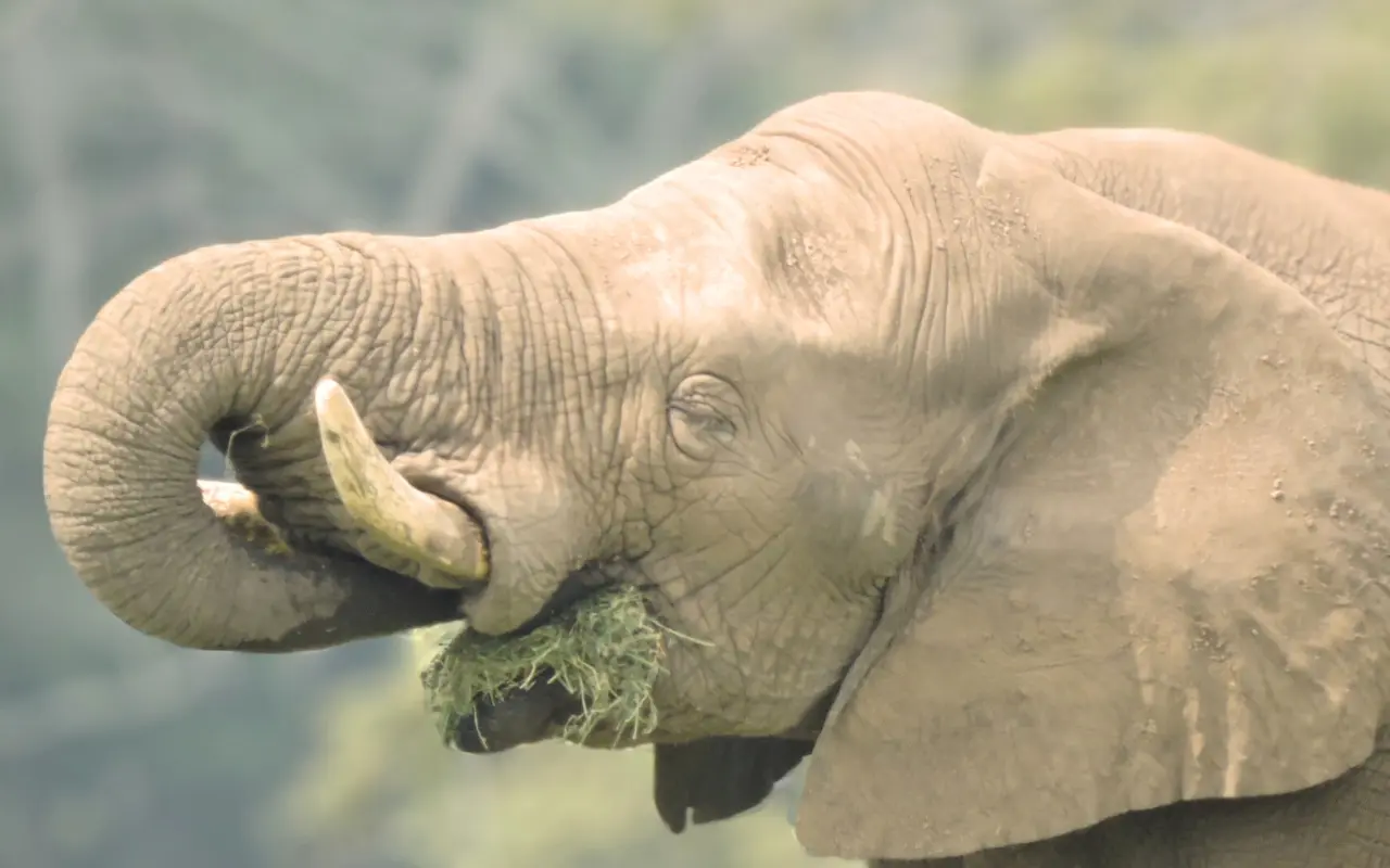 Tombo el elefante. Foto: X (@ANP_Yumka)