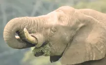 Tombo, el elefante que lleva 20 años viviendo solo en Tabasco y busca novia en todo México