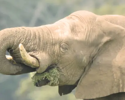 Tombo, el elefante que lleva 20 años viviendo solo en Tabasco y busca novia en todo México