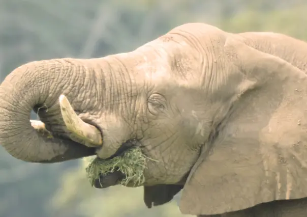 Tombo, el elefante que lleva 20 años viviendo solo en Tabasco y busca novia en todo México