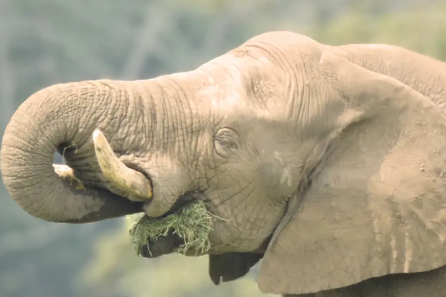 Tombo, el elefante que lleva 20 años viviendo solo en Tabasco y busca novia en todo México