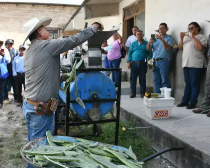 Promueven en Tamaulipas el uso del nopal como estrategia alimentaria sustentable