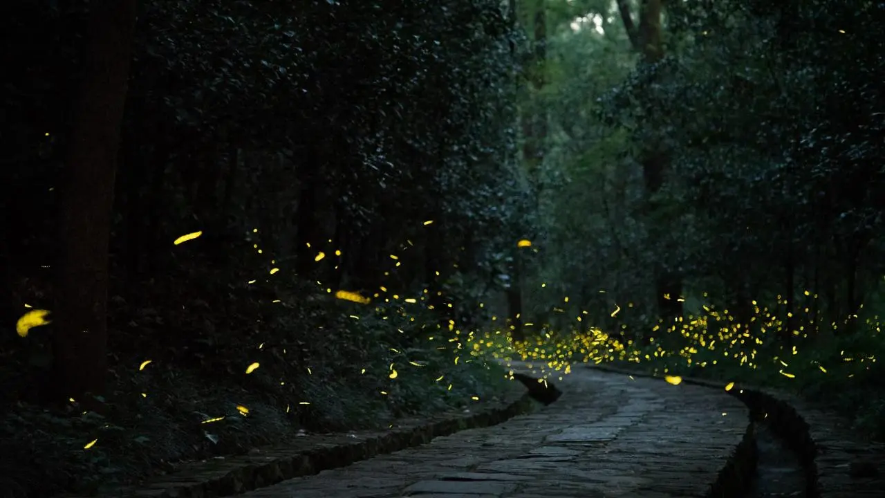 El mágico lugar escondido en Edomex donde podrás recorrer un bosque lleno de luciérnagas. Foto: Canva