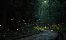 El mágico lugar escondido en Edomex donde podrás recorrer un bosque lleno de luciérnagas