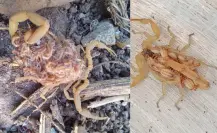 Ahuyenta al alacrán de Durango usando este increíble repelente casero