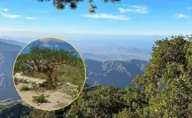 Los 3 árboles nativos de BCS que sobreviven al calor extremo y viven cientos de años