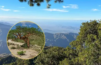 Los 3 árboles nativos de BCS que sobreviven al calor extremo y viven cientos de años