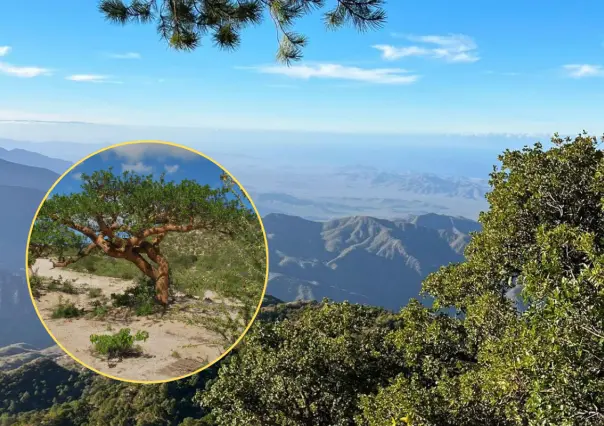 Los 3 árboles nativos de BCS que sobreviven al calor extremo y viven cientos de años