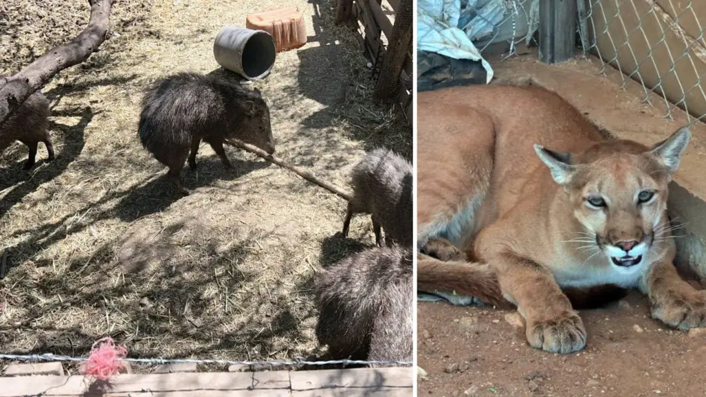 Asegura FGJES animales exóticos, armas y droga en Magdalena de Kino