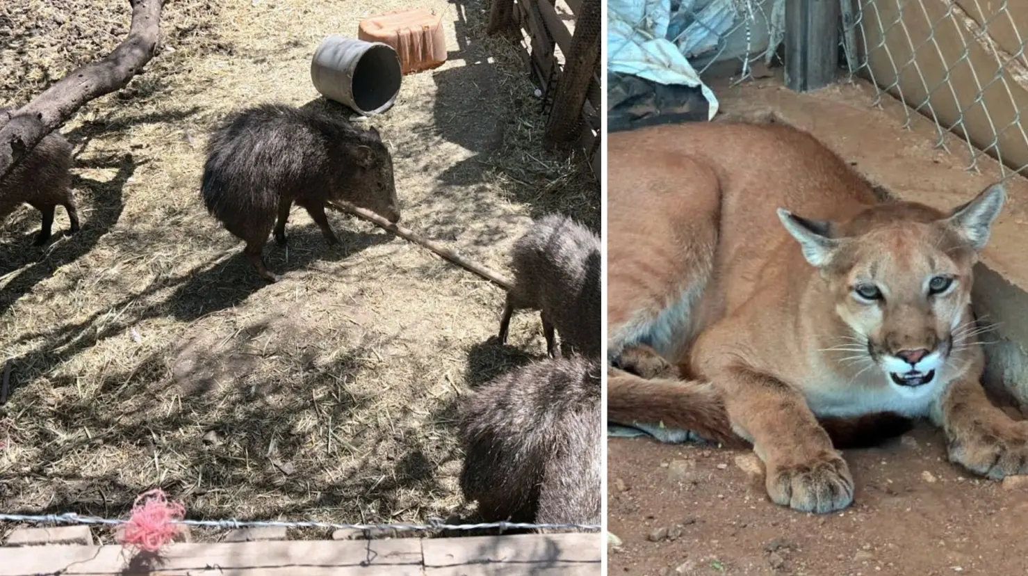 Asegura FGJES animales exóticos, armas y droga en Magdalena de Kino. Foto: X (@fgjesonora)