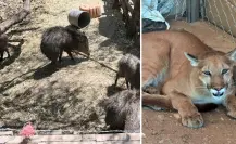 Asegura FGJES animales exóticos, armas y droga en Magdalena de Kino