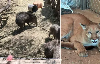 Asegura FGJES animales exóticos, armas y droga en Magdalena de Kino