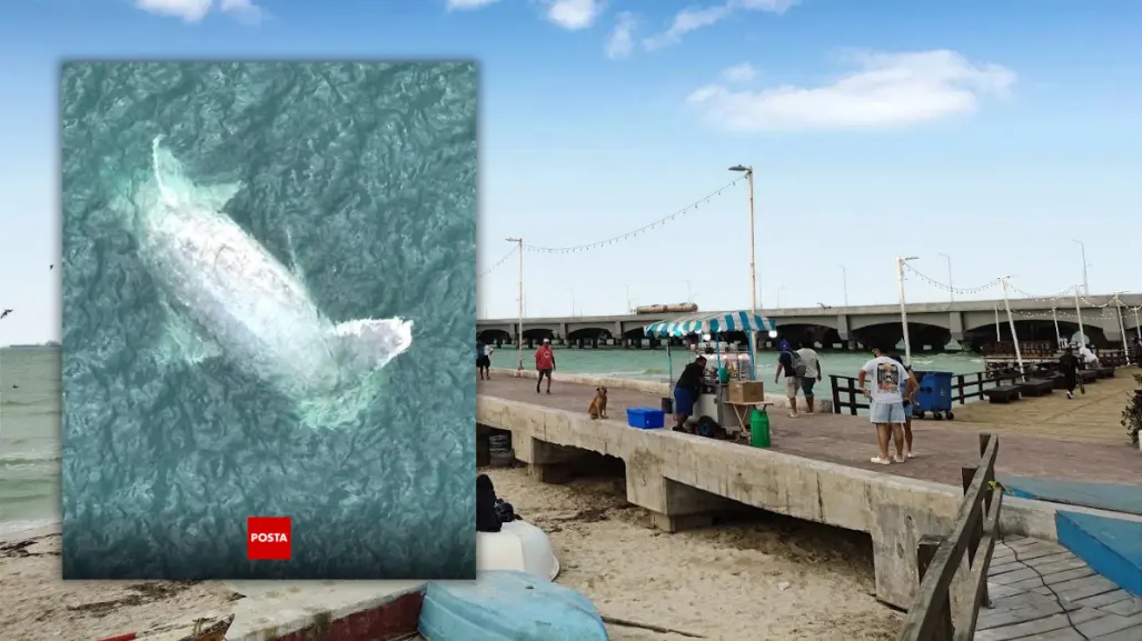 ¿Aparece una ballena muerta en Progreso? Esto es lo que se sabe