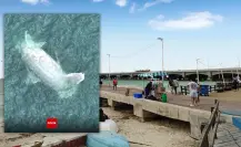 ¿Aparece una ballena muerta en Progreso? Esto es lo que se sabe