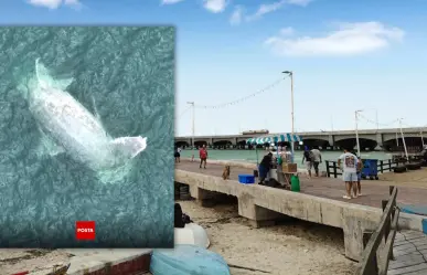 ¿Aparece una ballena muerta en Progreso? Esto es lo que se sabe