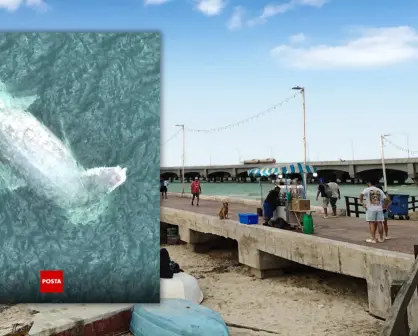 ¿Aparece una ballena muerta en Progreso? Esto es lo que se sabe