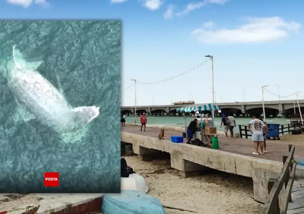 ¿Aparece una ballena muerta en Progreso? Esto es lo que se sabe
