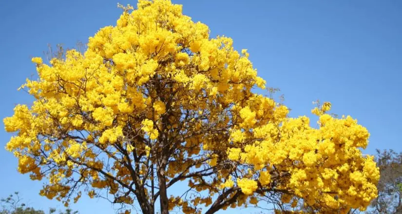 Foto: Bosquenagal.com
