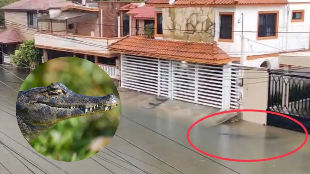 Cocodrilo es captado deambulando en inundaciones de Ciudad Madero