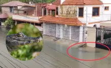 Cocodrilo es captado deambulando en inundaciones de Ciudad Madero