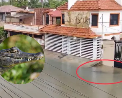 Cocodrilo es captado deambulando en inundaciones de Ciudad Madero