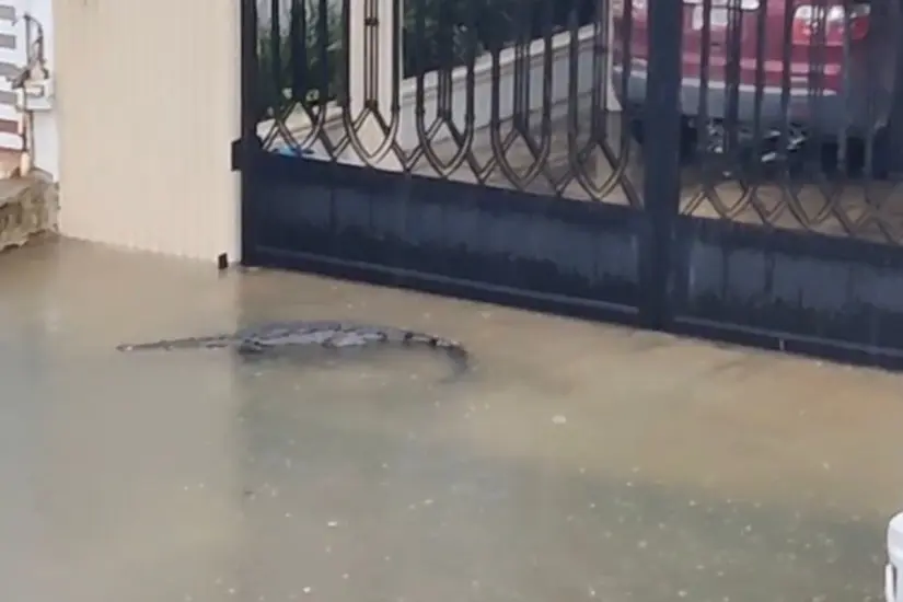 El cocodrilo intentaba entrar a la casa entre las rejillas | Foto: FB