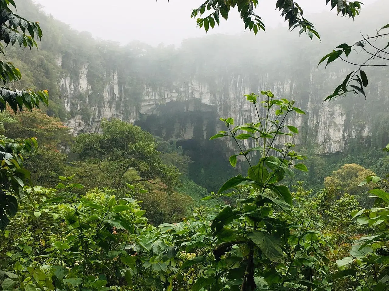 El bosque de niebla es un ecosistema natural protegido en Cuetzalan, ideal para reconectar con la naturaleza, Foto: FB Finca Corazón Nativo Cuetzalan