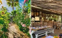 El restaurante más bonito de San José del Cabo está escondido entre girasoles y palmeras