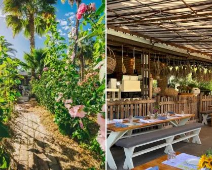 El restaurante más bonito de San José del Cabo está escondido entre girasoles y palmeras