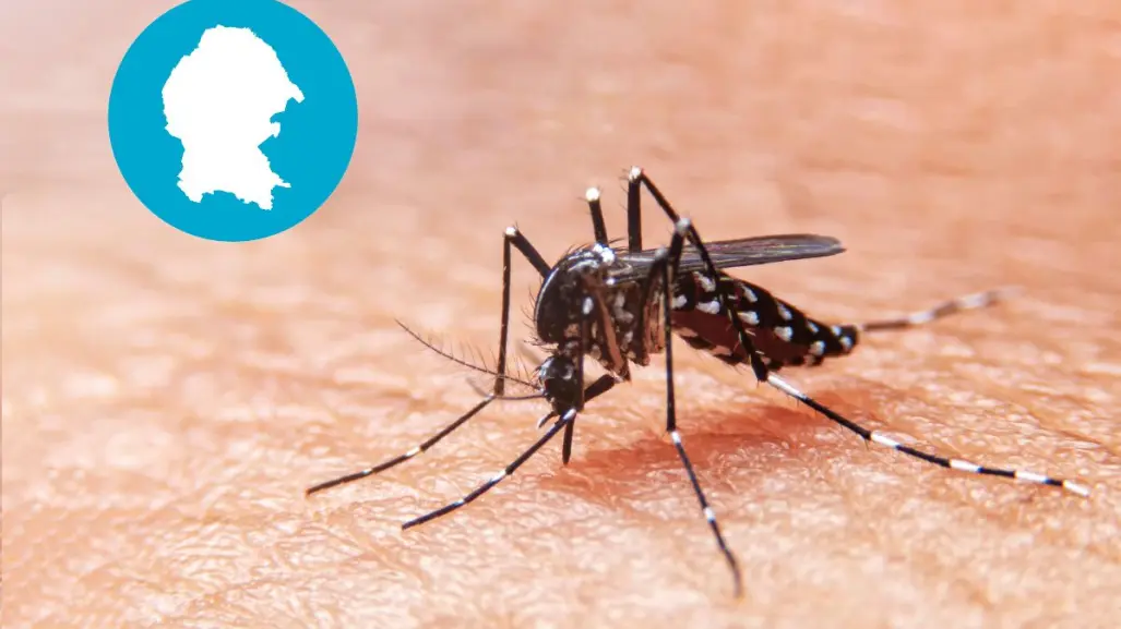 Aumentan a 15 los casos confirmados de dengue en Coahuila este 2025
