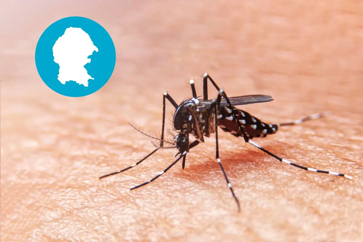 Dengue en Coahuila. Foto de canva.
